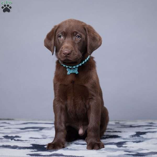 Buster, Chocolate Labrador Retriever Puppy